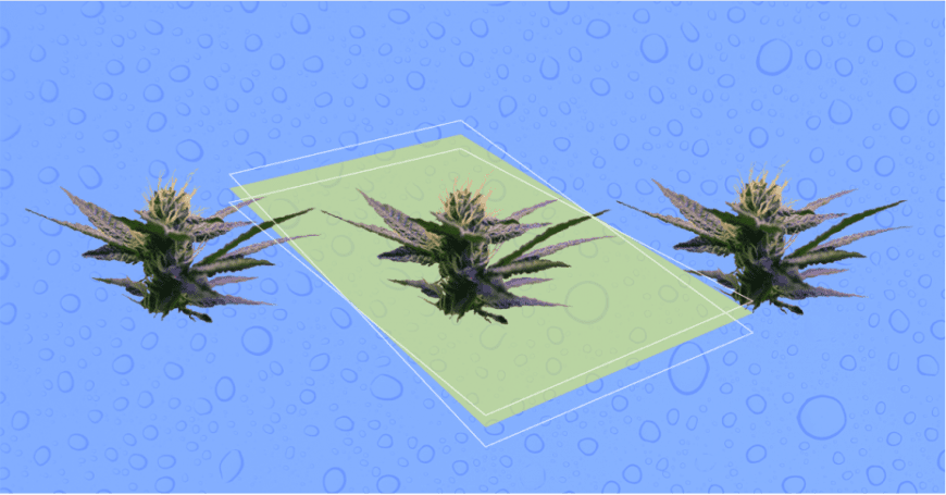 Transpiration: How Cannabis Sweats - A GrowerIQ Primer