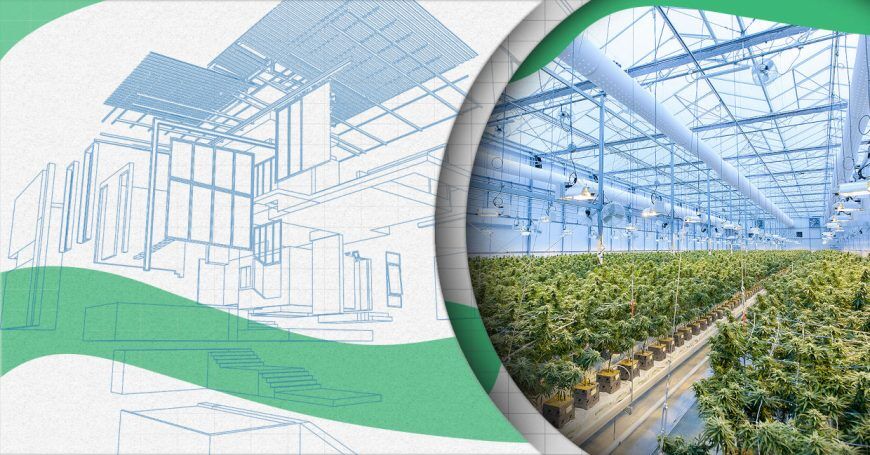 How to Set Up Your Cannabis Greenhouse