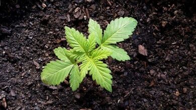Best Fertilizer for Cannabis: Top 7 for Maximum Yield