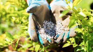 Best Fertilizer for Cannabis: Top 7 for Maximum Yield