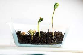 How Deep to Plant Cannabis Seed | GrowerIQ