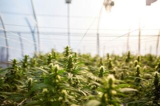 Cannabis Mutterpflanze 2026: Leitfaden fr Anbauer | GrowerIQ