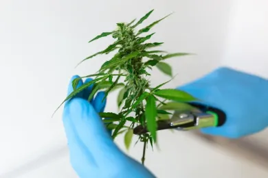 How to Prune Cannabis | GrowerIQ