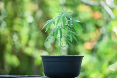 coffee plant seed PA State Champion Kentucky Coffee Tree – Experimental Farm Network Seed  Store