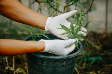When to Plant Cannabis | GrowerIQ