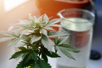 Cannabis Calcium Deficiency | GrowerIQ