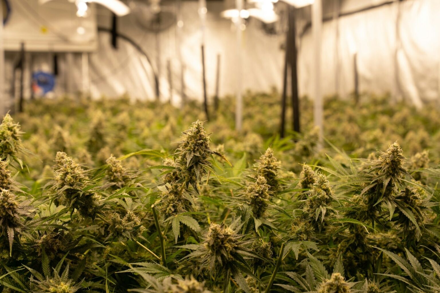 The Legal Framework Of Cannabis Farming In South Africa | Grower IQ