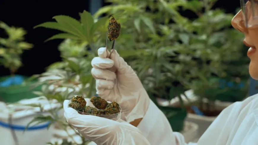A scientist wearing gloves examines a cannabis bud using tweezers in a controlled indoor facility. The setting represents research and testing of all types of cannabinoids, ensuring quality and effectiveness for medical or recreational use.