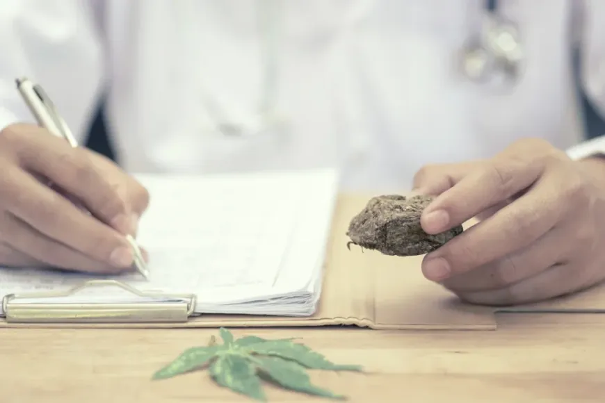 A close-up of a doctor’s hands—one holding a pen and writing on a clipboard, the other holding a cannabis sample—illustrating the integration of medical expertise in Cannabis consultation sessions.