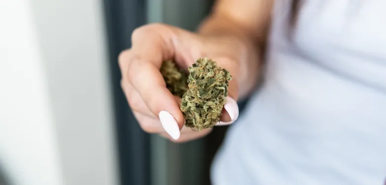 Close-up of a woman holding dried cannabis buds, illustrating natural remedies and the use of cannabis for arthritis pain relief.